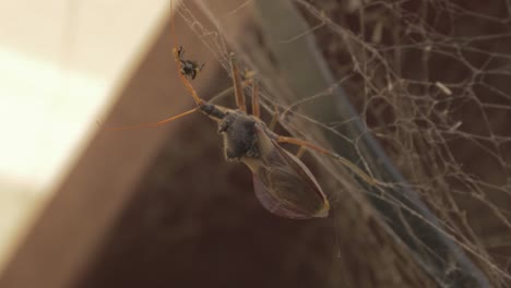 Australian-Insect---Common-Assassin-Bug-On-A-Spider-Web-Eating-Native-Australian-Stingless-Bee---Close-up-Shot