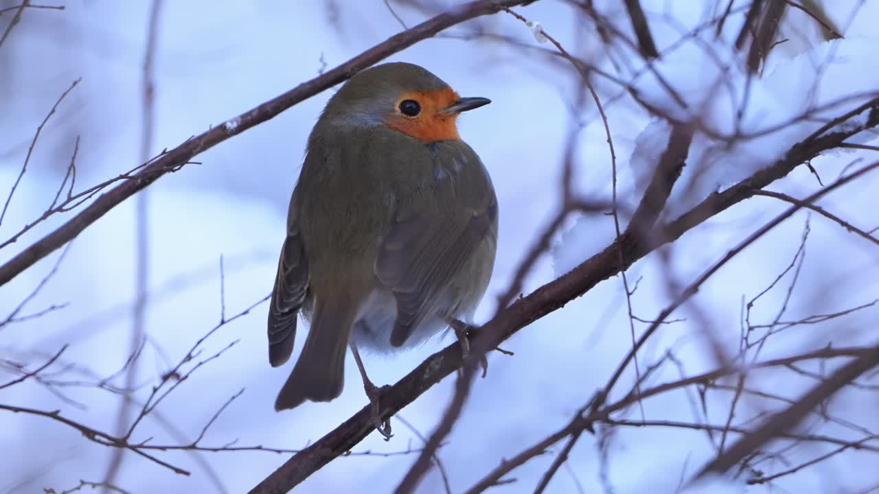 European Robin fluffs up feathers to stay warm on snowy branch in winter Norway. Closeup view