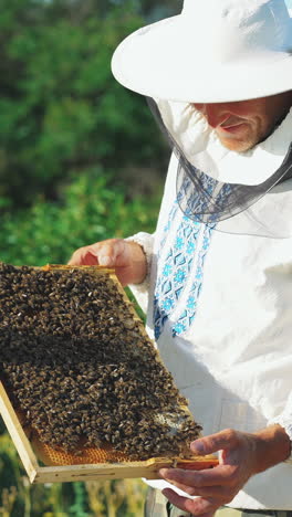 beekeeper is working with bees and beehives on the apiary. frames of a bee hive. vertical video