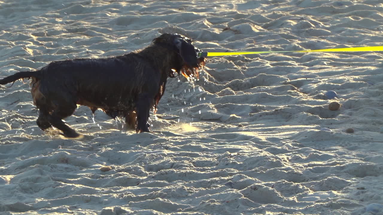 Black dog running and playing on the beach on a sunny day