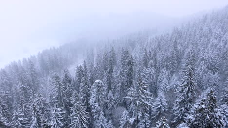 aerial of a forest in heavy snow fall
