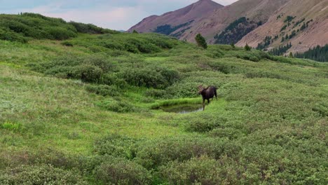 Großer-Elch-Trinkt-An-Einer-Wasserstelle-Tief-In-Den-Colorado-Bergen-Und-Geht-Zum-Grasen,-Drohnen-Umlaufbahn