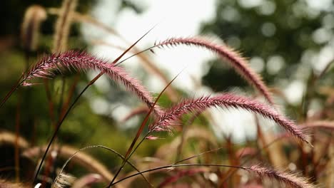 Rote-Schilfpflanze-In-Zeitlupe,-Die-Mit-Luft-Winkt