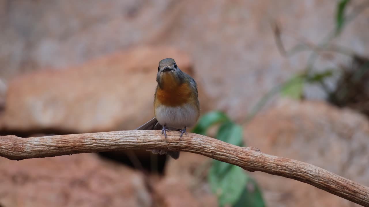 visto mirando a su alrededor mientras se encuentra en una vid mientras extiende sus alas izquierda y derecha mientras mira directamente a la cámara, mosquito azul indochino cyornis sumatrensis, hembra, tailandia