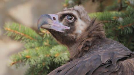 Cinereous-vulture-(Aegypius-monachus)-is-a-large-raptorial-bird-that-is-distributed-through-much-of-temperate-Eurasia.-It-is-also-known-as-the-black-vulture,-monk-or-Eurasian-black-vulture.