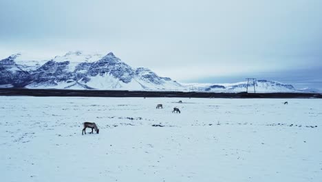 reindeer grazing in mountains