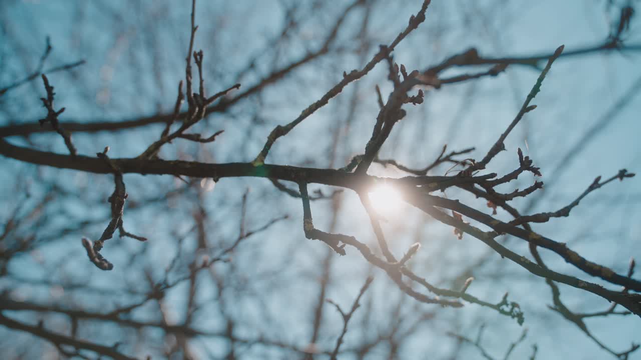 Sunlight shines through bare tree branches on a clear winter day creating a peaceful scene