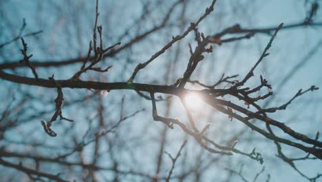 sunlight shines through bare tree branches on a clear winter day creating a peaceful scene