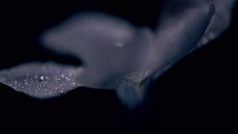 cinematic macro dolly-in shot of a purple flower covered in delicate water droplets. the flower is softly lit, creating a shallow depth of field and dramatic focus, with a completely black background.