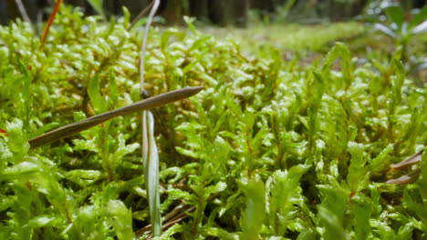 Picturesque-meadow-with-growing-grass-in-sunny-wood