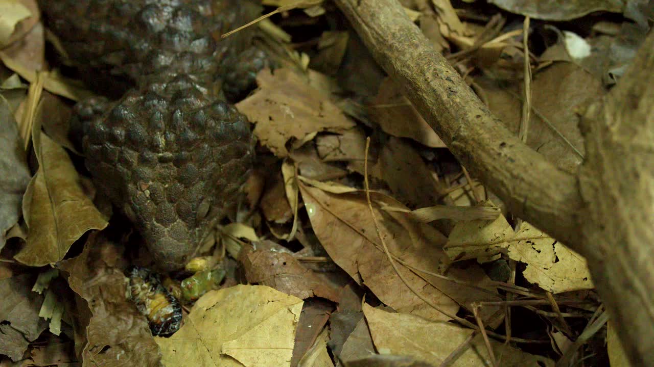 Una lucertola scincide mangia cibo sul suolo di una foresta tropicale tra foglie secche e marroni cadute
