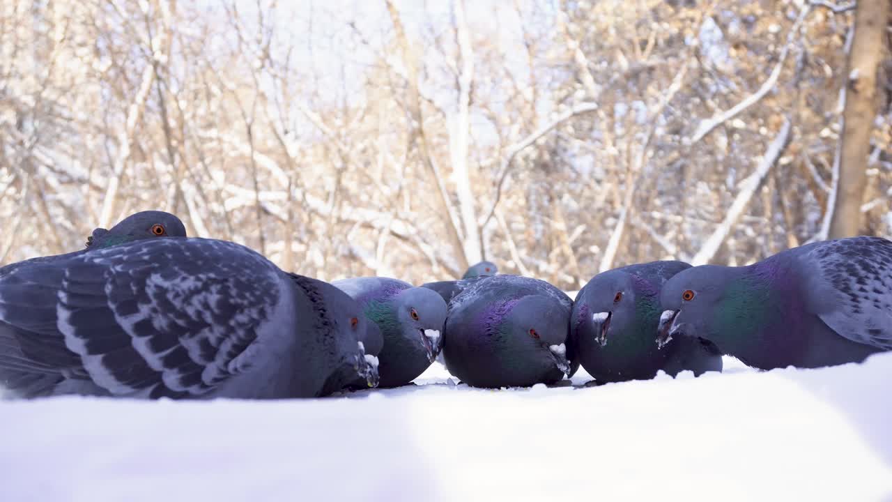 눈 속의 비둘기