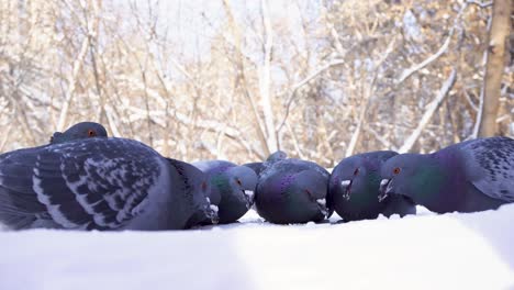 palomas en la nieve