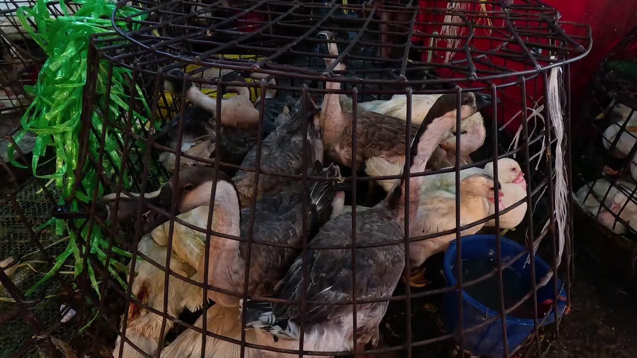 오리 한 마리가 와이어 케이지 안에 혀 있는 것처럼 보입니다.