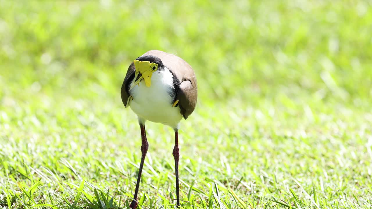 Bird pecks ground, walks, and eats in grass.