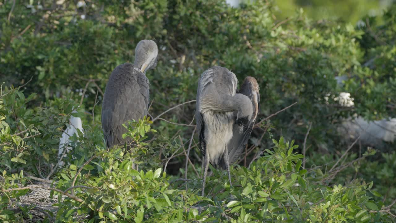 Two juvenile herons perched in lush green wetland brush, preening and resting in their natural habitat