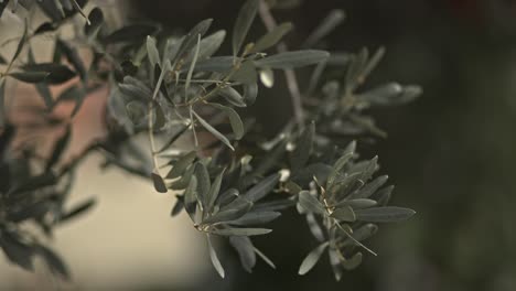 Rama-De-Olivo-Meciéndose-En-El-Viento