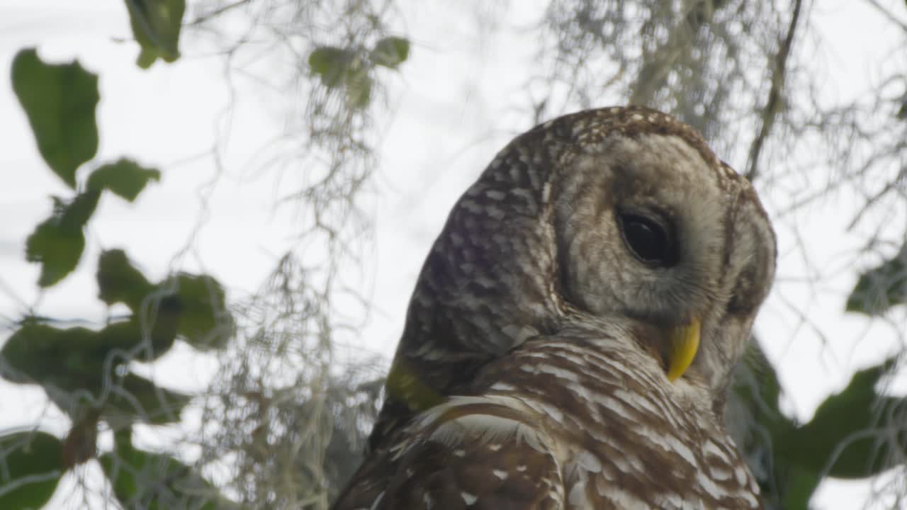 바람에 흐르는 모스와 함께 내려다보는 막힌 부이
