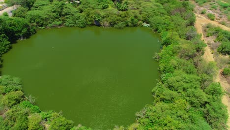 Static-aerial-view-of-wind-blowing-across-algae-mossy-green-urban-pond,-sun-shines-on-surface