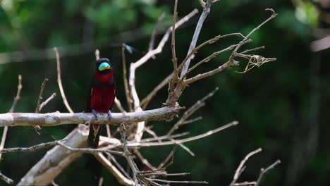 sentado en un árbol caído y desnudo, el cymbirhynchus macrorhynchos de pico ancho negro y rojo se volteó de atrás hacia adelante, mirando hacia la cámara, mientras algunos insectos vuelan a su alrededor