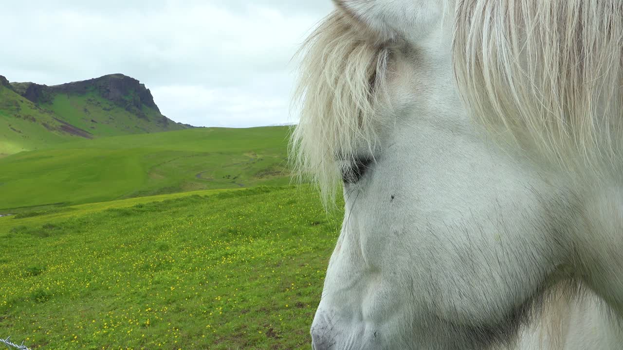 cerca de un hermoso caballo pony islandés de pie en un campo verde en islandia