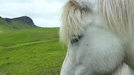 close up of a beautiful icelandic pony horse standing in a green field in iceland