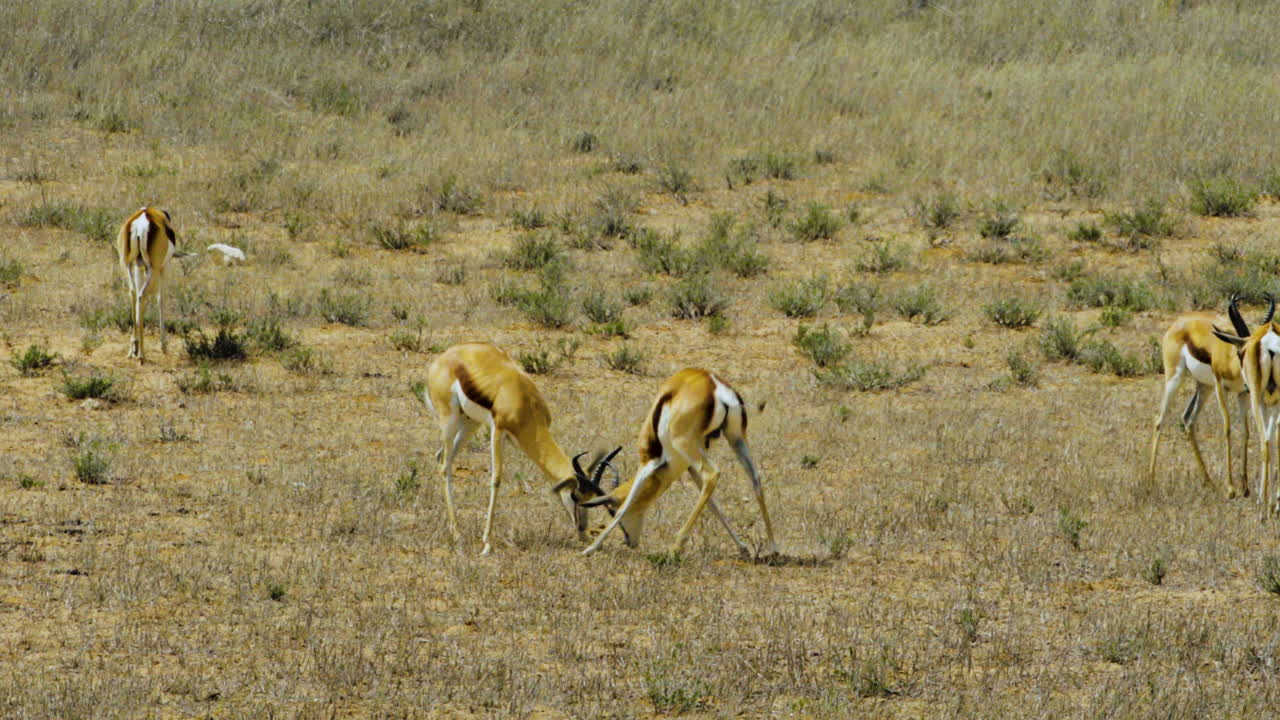 manada de antílopes de primavera que se alimentan en un prado seco