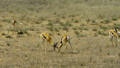 Bachelor-herd-of-Springbok-antelope-forages-on-dry-grassland