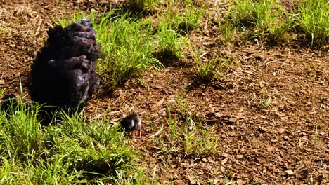 a hen and chick roam a sunlit farm in byron bay, showcasing natural behavior and interaction in a rural setting
