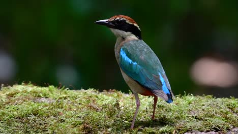 uno de los pittas más buscados y catalogado como una especie vulnerable