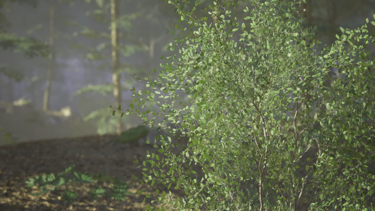 Lush green shrubbery illuminated by soft light in a tranquil forest setting