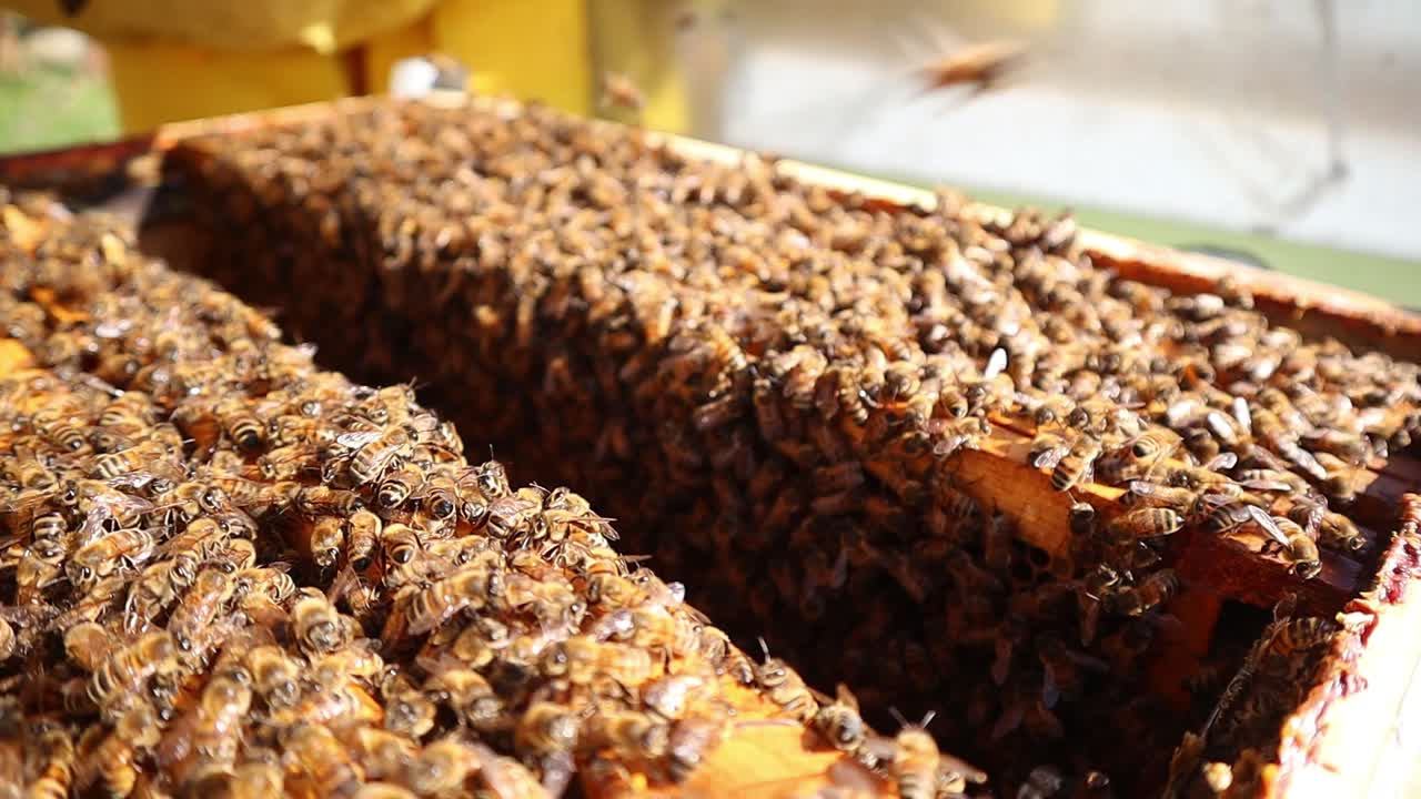 Closeup of honey bees bee hive