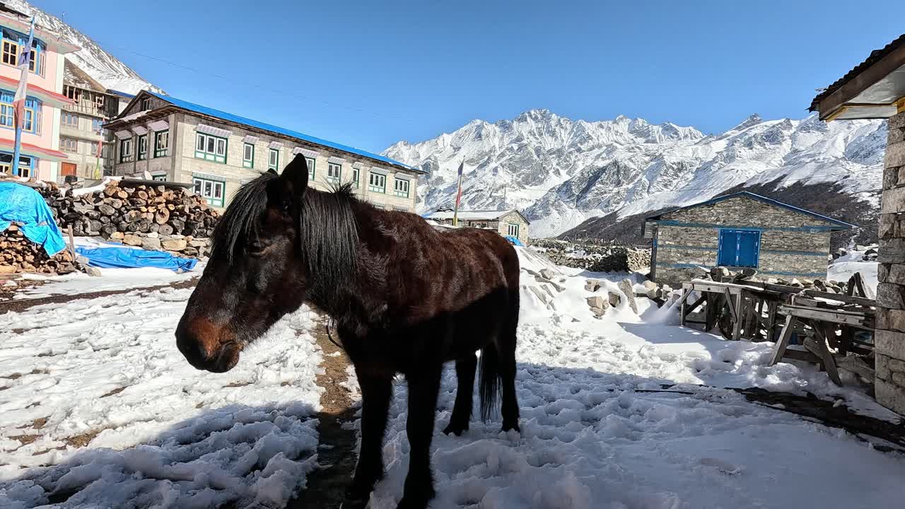 Packing mule standing n the snow icy village f Kyanjin Gompa
