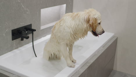 wet golden retriever in a bathroom