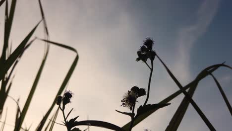 shot from below, grass silhouette against the background of a bright blue sky and white clouds