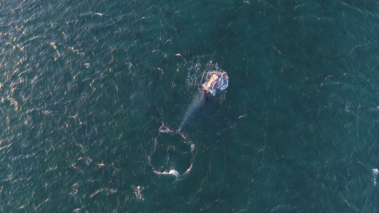 Vertical drone shot of whale surfacing for air, creating ripples in clear blue ocean waters under bright sunlight, with birds flying over. Shot 4K - 60fps.
