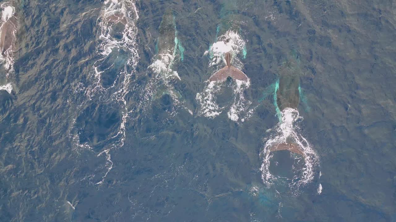 Beautiful scenic view pods of humpback whales swimming at the South Pacific Ocean in Sydney, Australia - top down bird eye drone shot