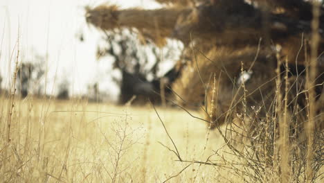 Close-view-of-yellow-dry-grass-in-the-Mojave-Preserve