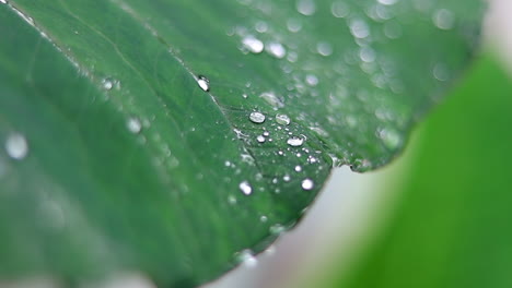 fresh green closeup of taro plant leaves with rain drops or morning dew