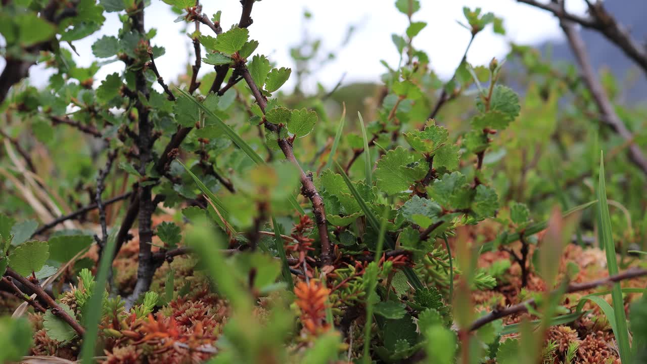 tundra ártica. hermosa naturaleza paisaje natural de noruega. la vegetación de la tundra está compuesta por arbustos enanos, setas, hierbas, musgos y líquenes.