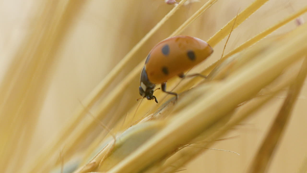 scatto macro di coccinella su pianta gialla in natura durante una giornata di sole, riprese cinematografiche ravvicinate