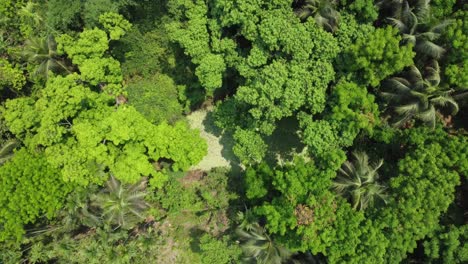 aerial or top view of deep green forest or jungle