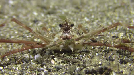 elbow-crab-with-long-legs-feeding-on-sea-grass,-close-up-shot-during-night