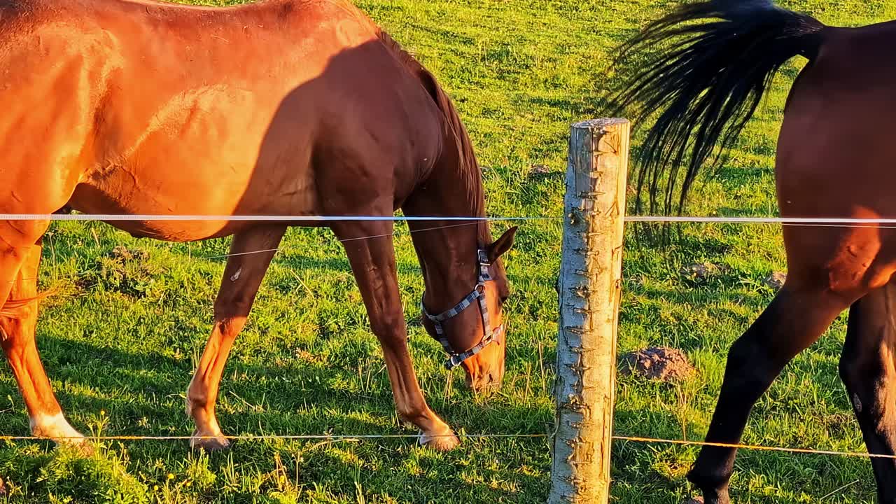 緑の草を食べる馬、牧場、そしてシーンを区切る柵と木の柱。