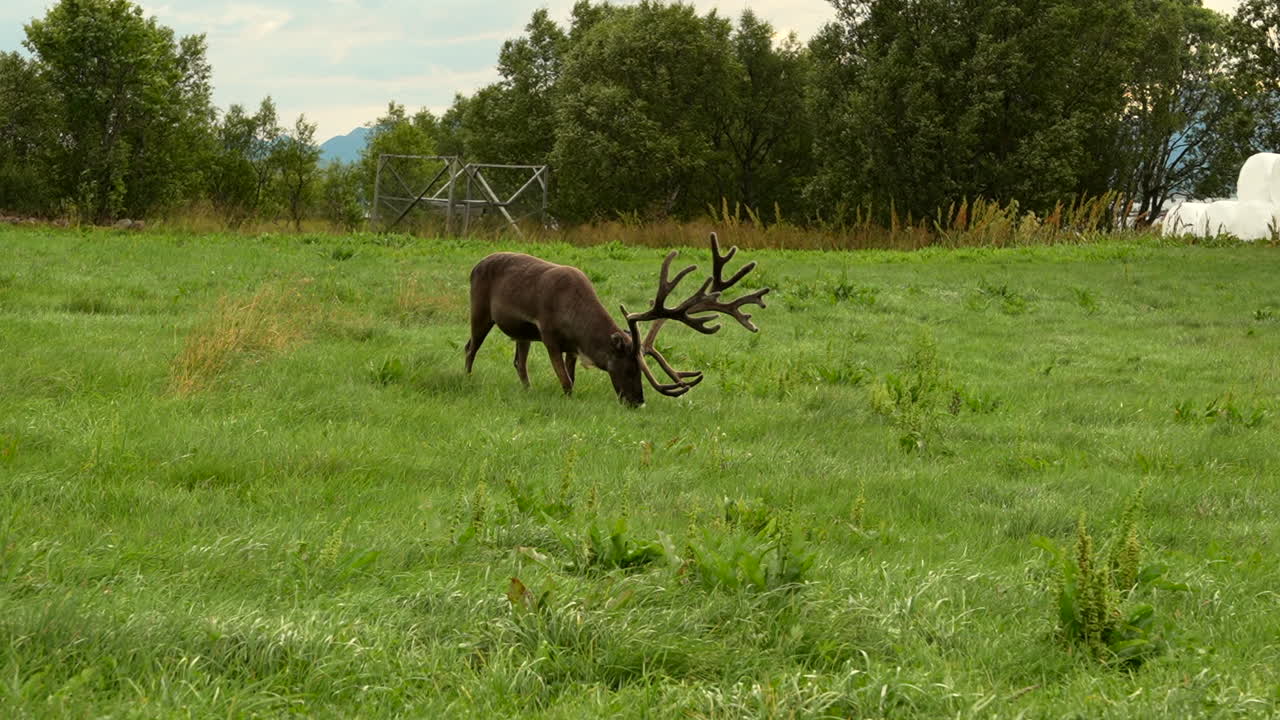 Wild reindeer grazing outside on a farmer's land during summer in Northern Norway