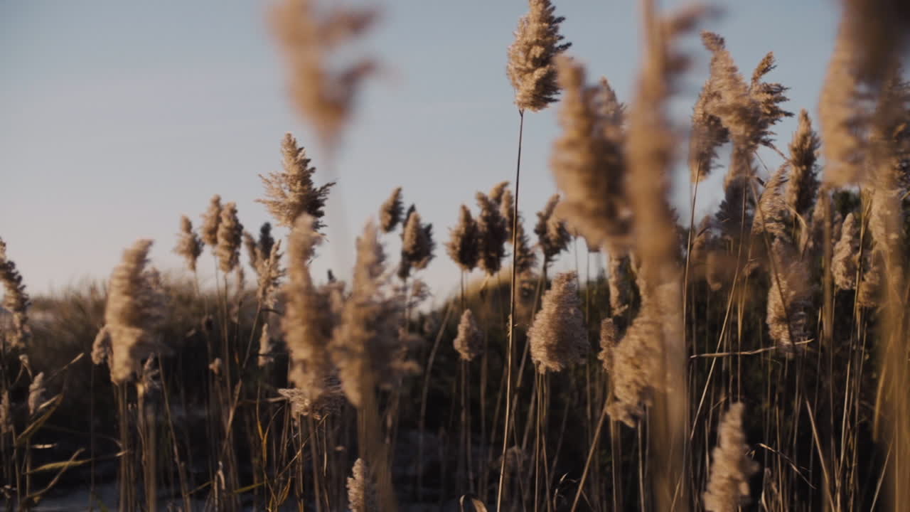 Canne che ondeggiano al vento, slow motion, panoramica della telecamera a sinistra