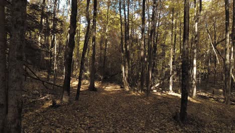 flotando a través de un bosque de otoño