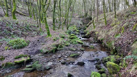 Small,-slow-moving-woodland-stream,-flowing-slowly-through-the-forest-trees