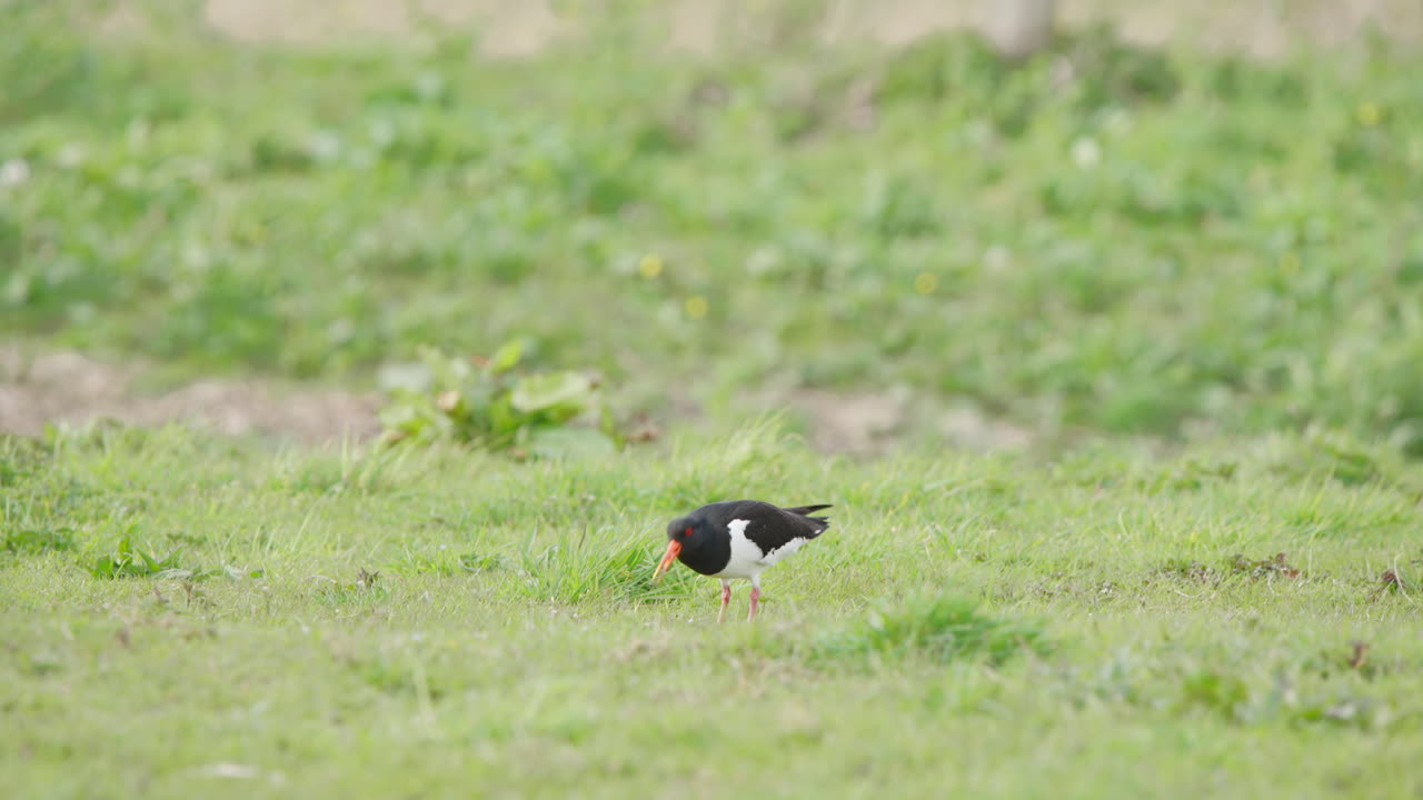 오이스터캐처 새 가 풀 에서 풀 을 잡으면서 수염 을 고 있다