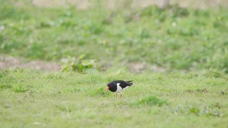 Austernfischer-Vogel-Pickt-Mit-Schnabel-Im-Gras-Beim-Grasen-Auf-Der-Wiese